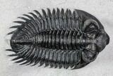 Coltraneia Trilobite Fossil - Huge Faceted Eyes #108218-3